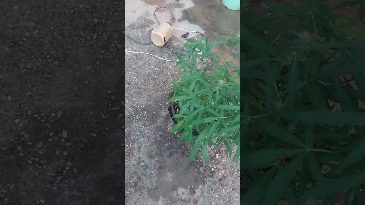 rega foliar com dimy foliar,  super lemon raze autom&aacute;tica e prensado