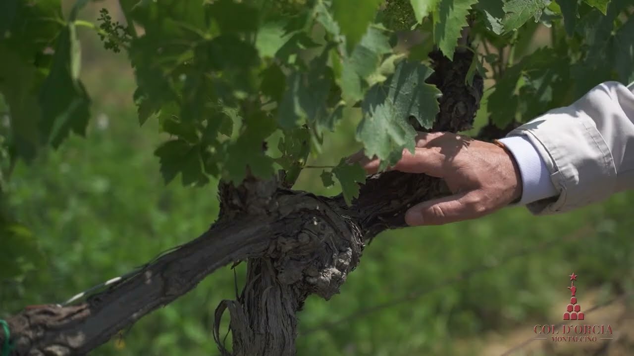 Col d'Orcia, an organic farm in the Brunello di Montalcino area