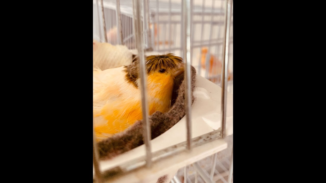 Canary Mating 