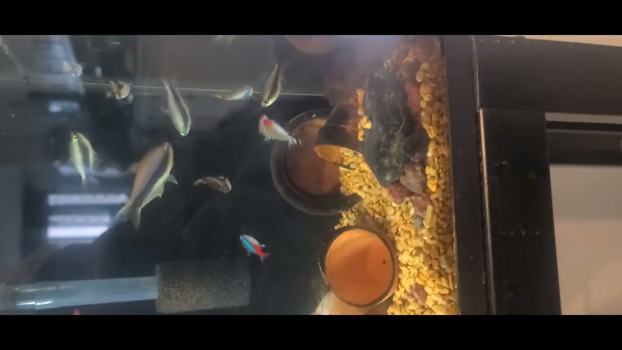 True mini snowball plecos and a pair of snow white bristle nose 