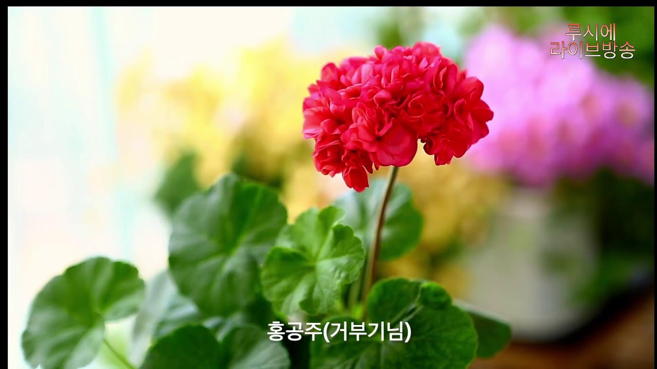 사랑초와 제라늄 꽃.........(AI 작곡/루시에 작사) #flowers #제라늄키우기 #가드닝 #베란다정원 #gardening #제라늄 #제라늄삽목