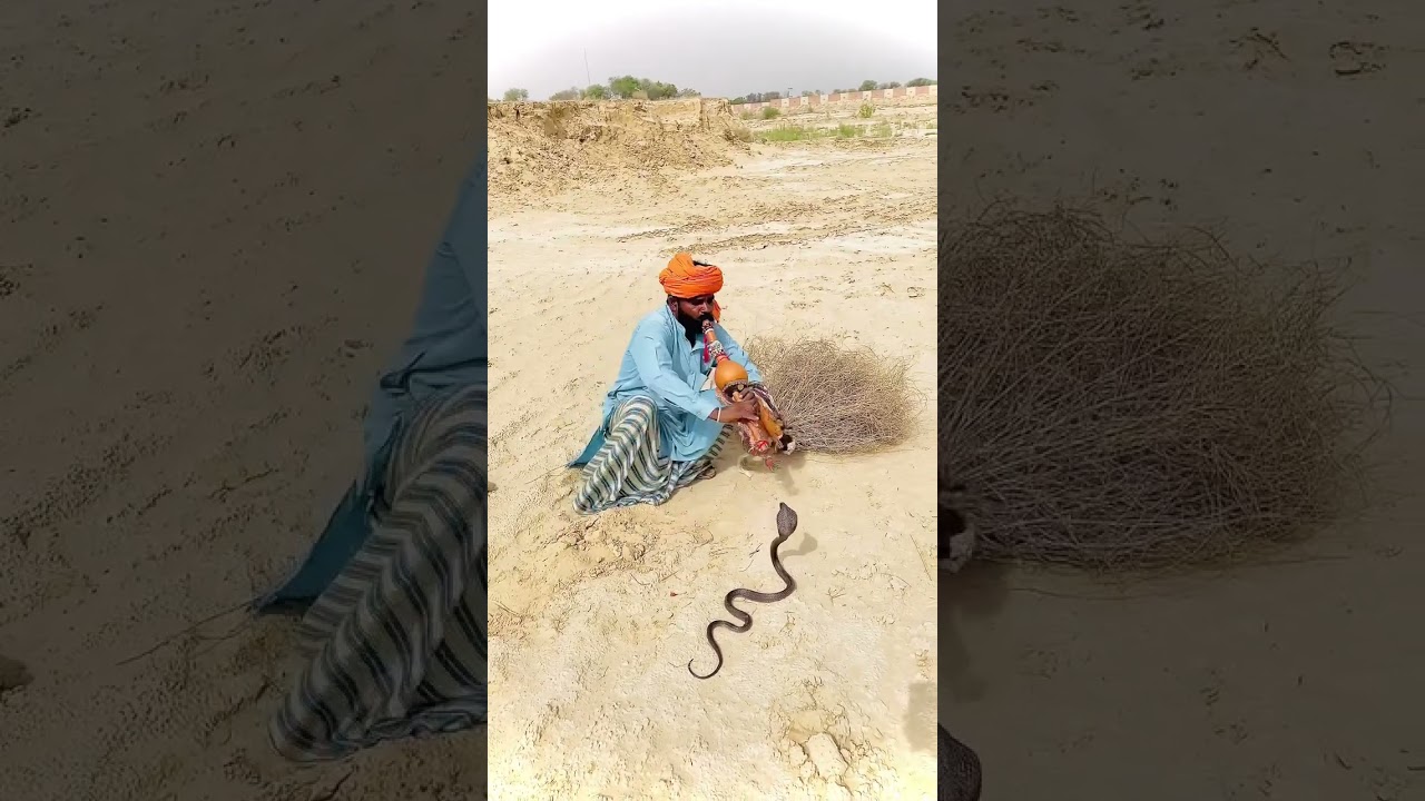 The Cobra Dance: When the Ancient Indian Legend Becomes Reality 🐍 | Real Snake Charmer Footage