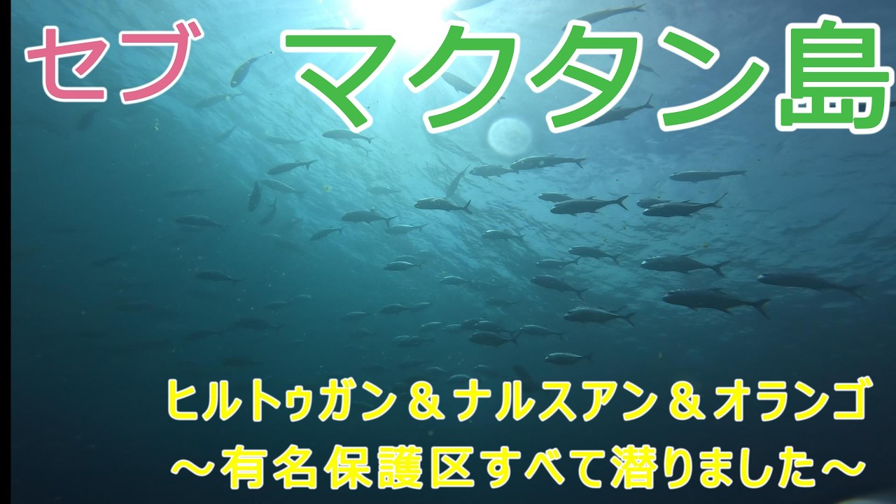 セブ マクタン島 ダイビング ～有名なダイビングスポットすべて潜りました～