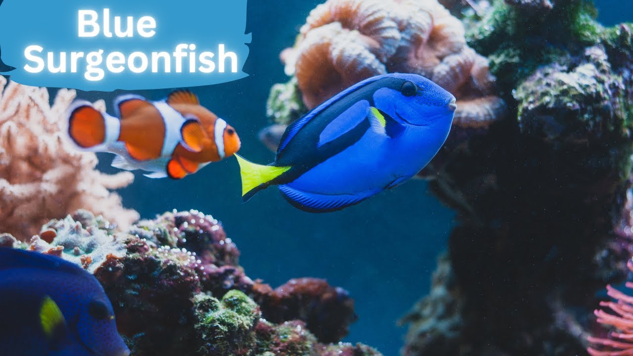 The Beauty of Blue Surgeonfish in Their Natural Habitat