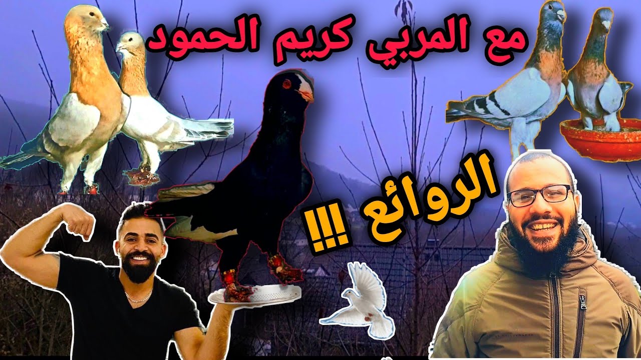 لعشاق الحمام الشامي طيور المربي كريم الحمود