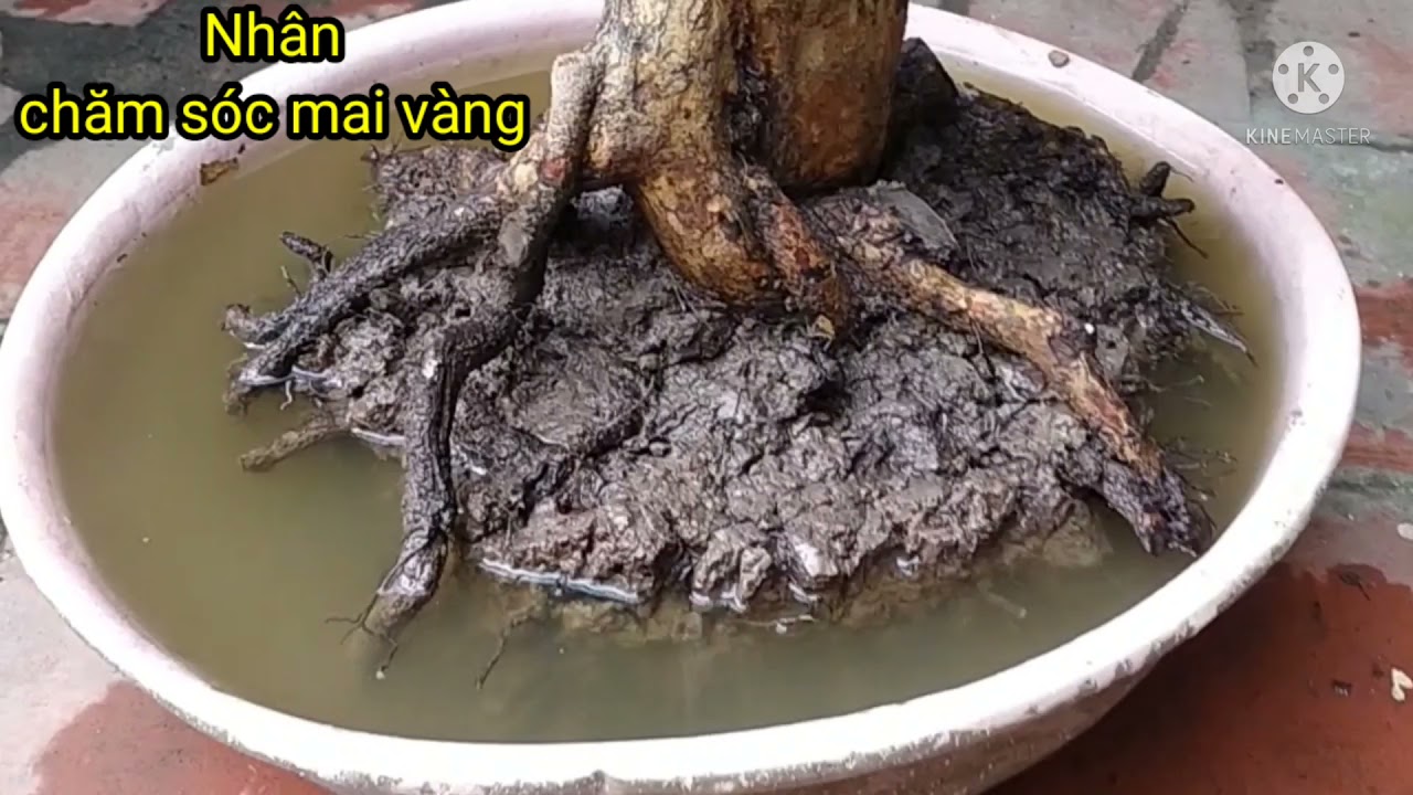 Cách trồng phôi mai cho tỉ lệ sống cao nhất, trồng phôi bao lâu thì ghép bo được