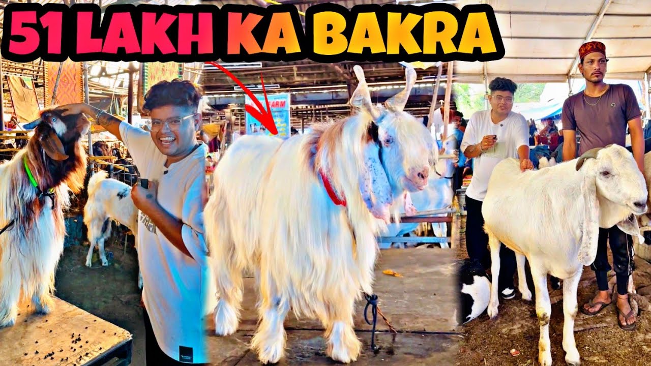51 Lakh Ka Bakra In World Biggest Bakri Mandi 😱🔥|Kanda Lovers|