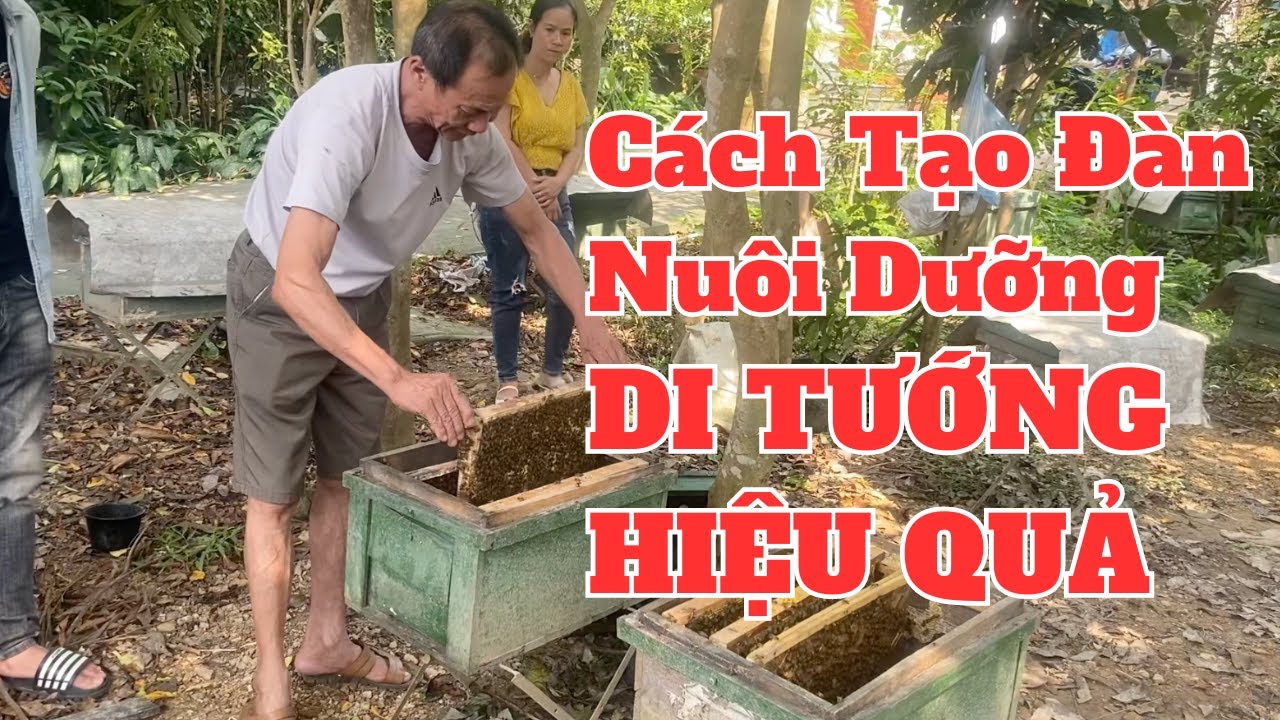 Hướng Dẫn Chuẩn Bị Đàn Ong Nuôi Dưỡng Để Di Tướng Hiệu Quả!