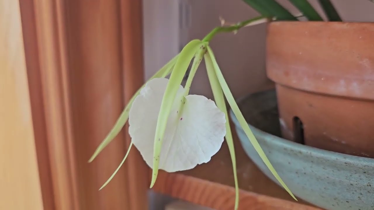 Brassavola nodosa in bloom October 2026