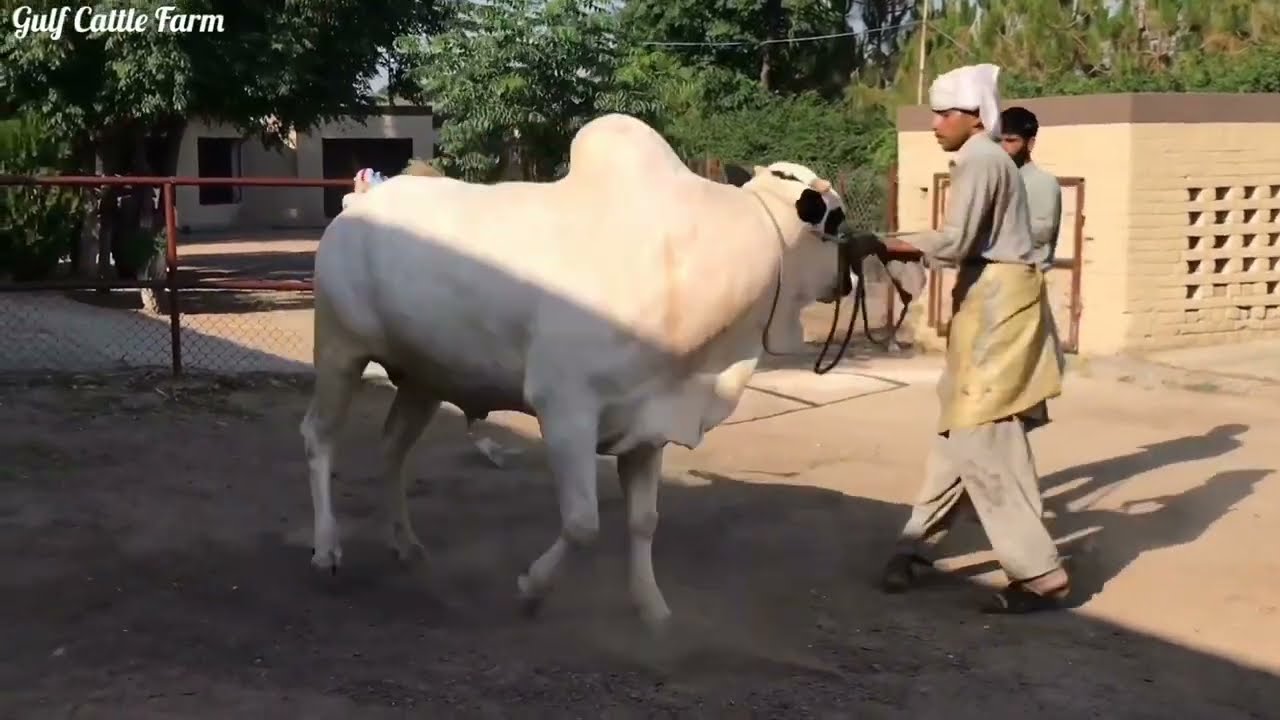 #Dhani