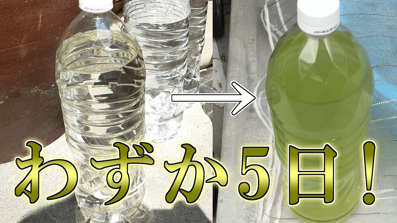 誰でも5日でできるグリーンウォーターの作り方