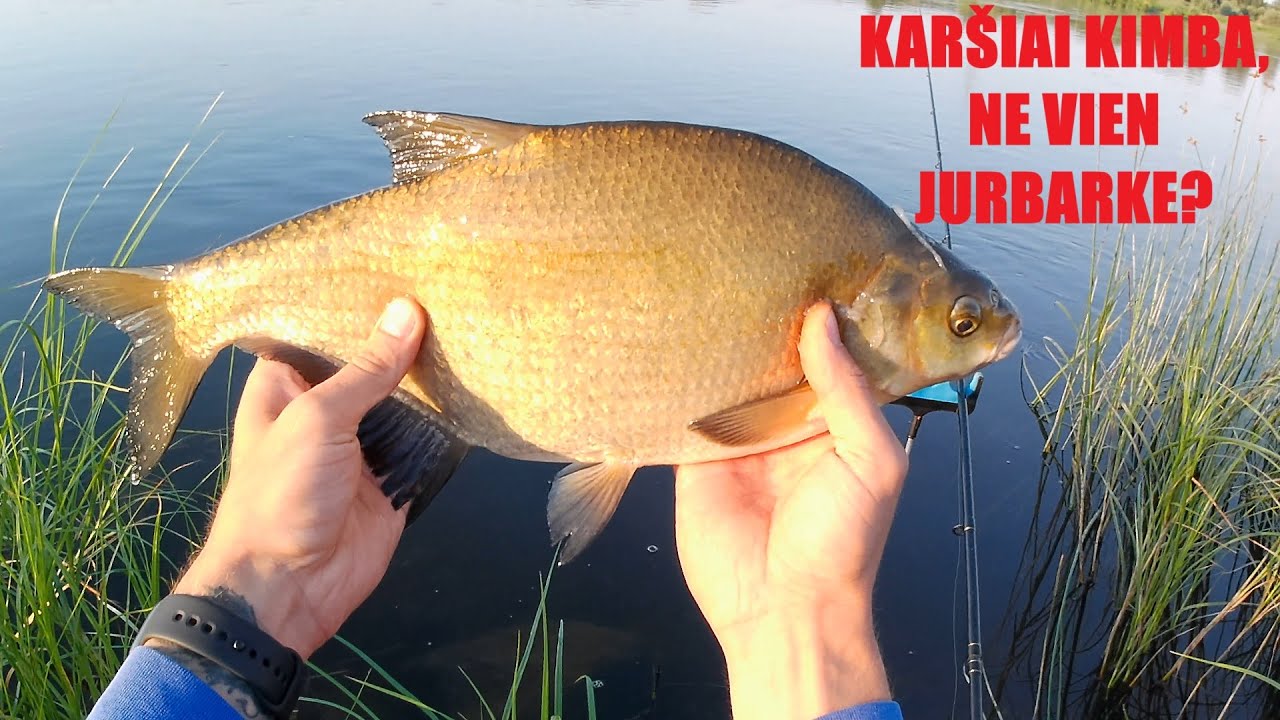 Karšių žvejyba Nemune feederiu