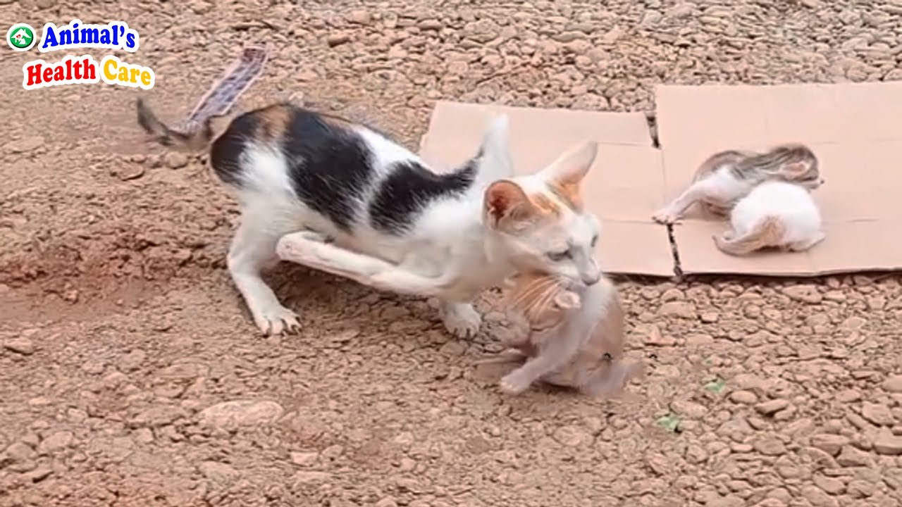 2 Legs Mama Cat Tearfully Carrying Her Baby Kittens Everywhere to Ask for Help