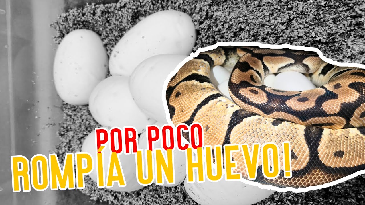 Como Incubar huevos de pitón bola paso a paso
