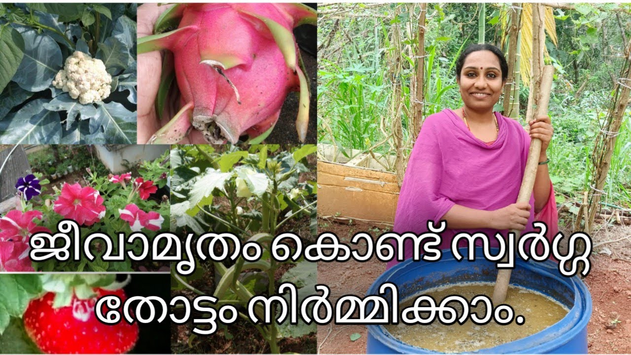 ജീവാമൃതം എന്ന അത്ഭുത വളം || How to make jeevamrutham at home @VidhasWorld