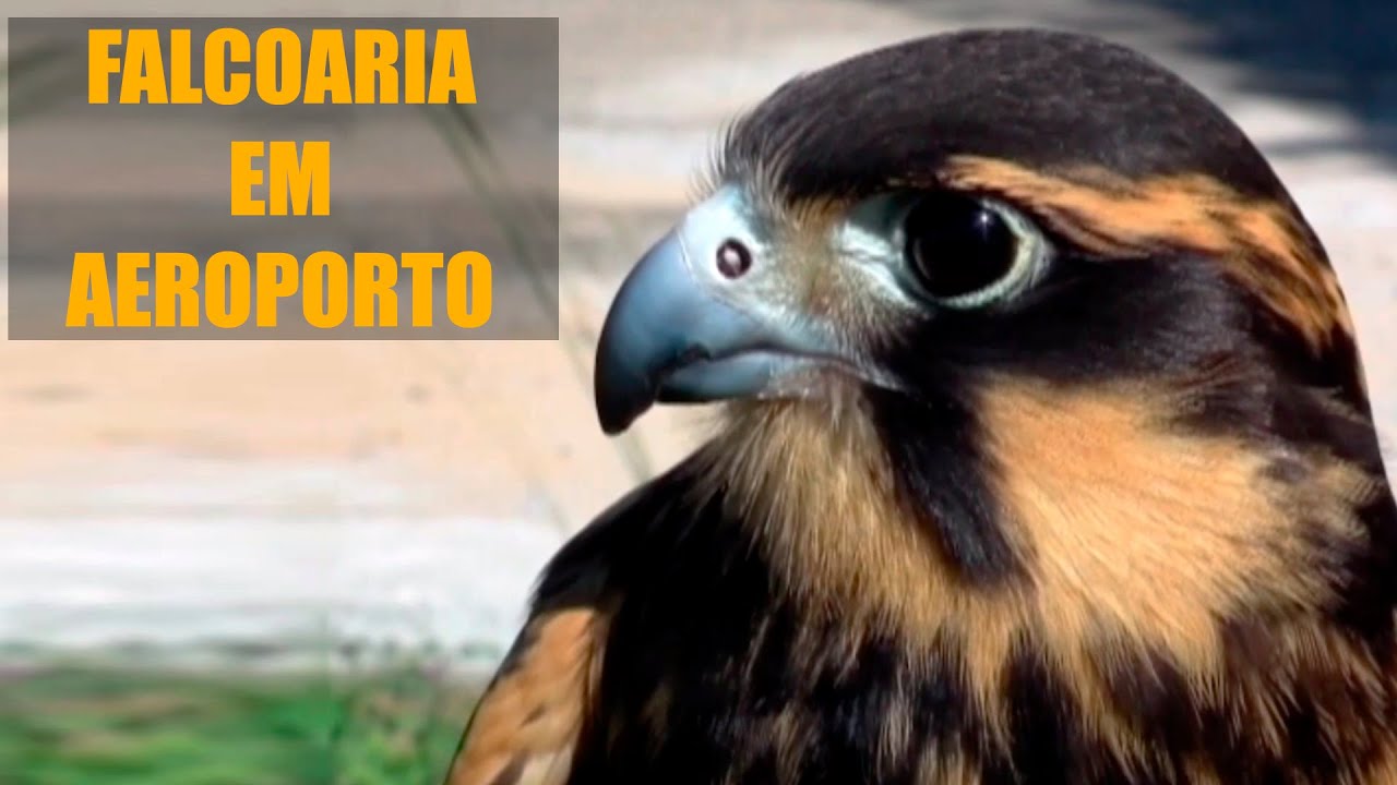 Falcoaria em aeroportos gavião asa de telha, falcão de coleira | Falcoaria No Aeroporto #wildeyesEPS