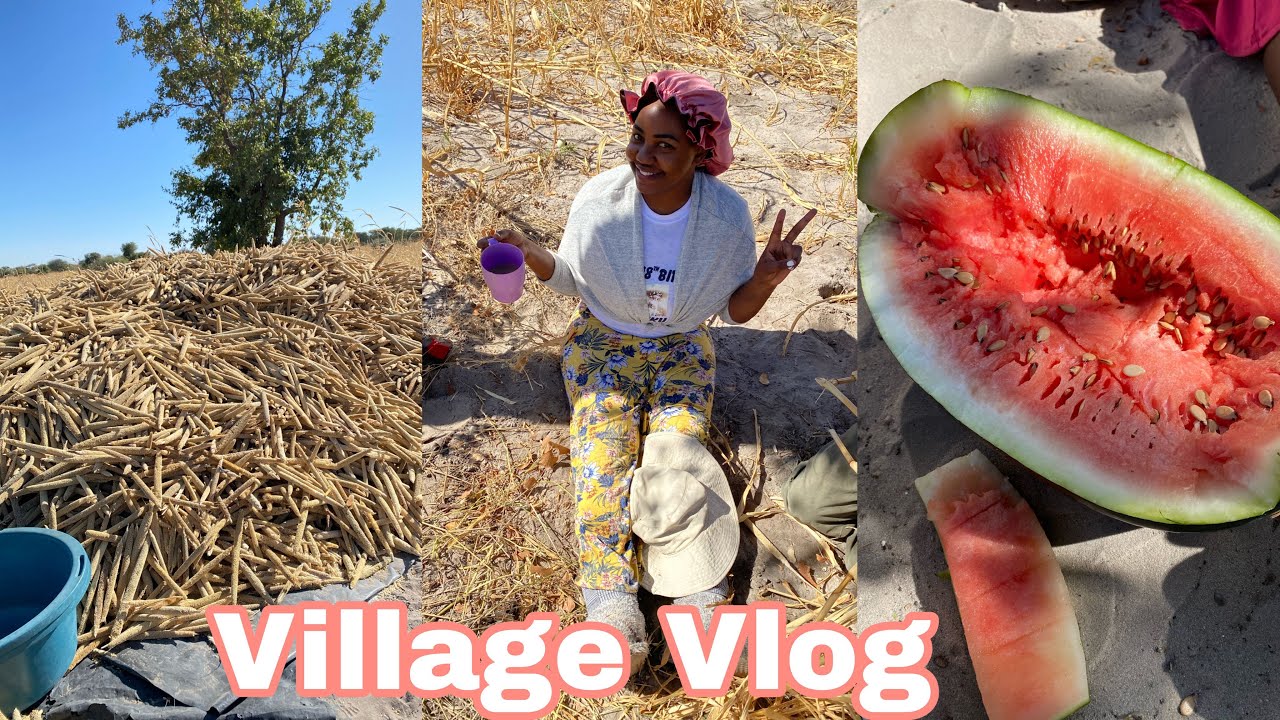 Village Vlog| Harvesting| Namibian Youtuber | Kaino