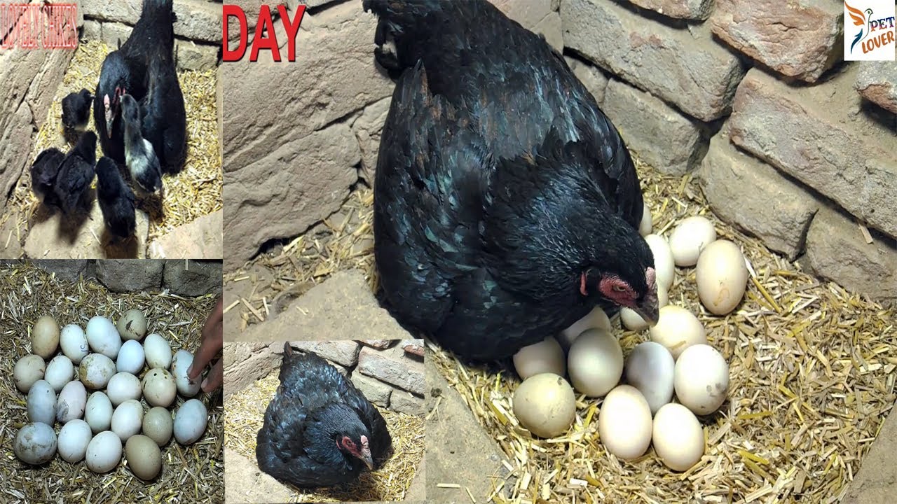 Black Aseel Hen Eggs Hatching To Australorp  Chicken Chicks || Crazy Hen Harvesting Eggs to chicks