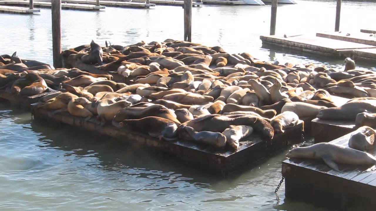 Sea Lions making funny Sound - Pier 39 - Fisherman's Wharf - San Francisco