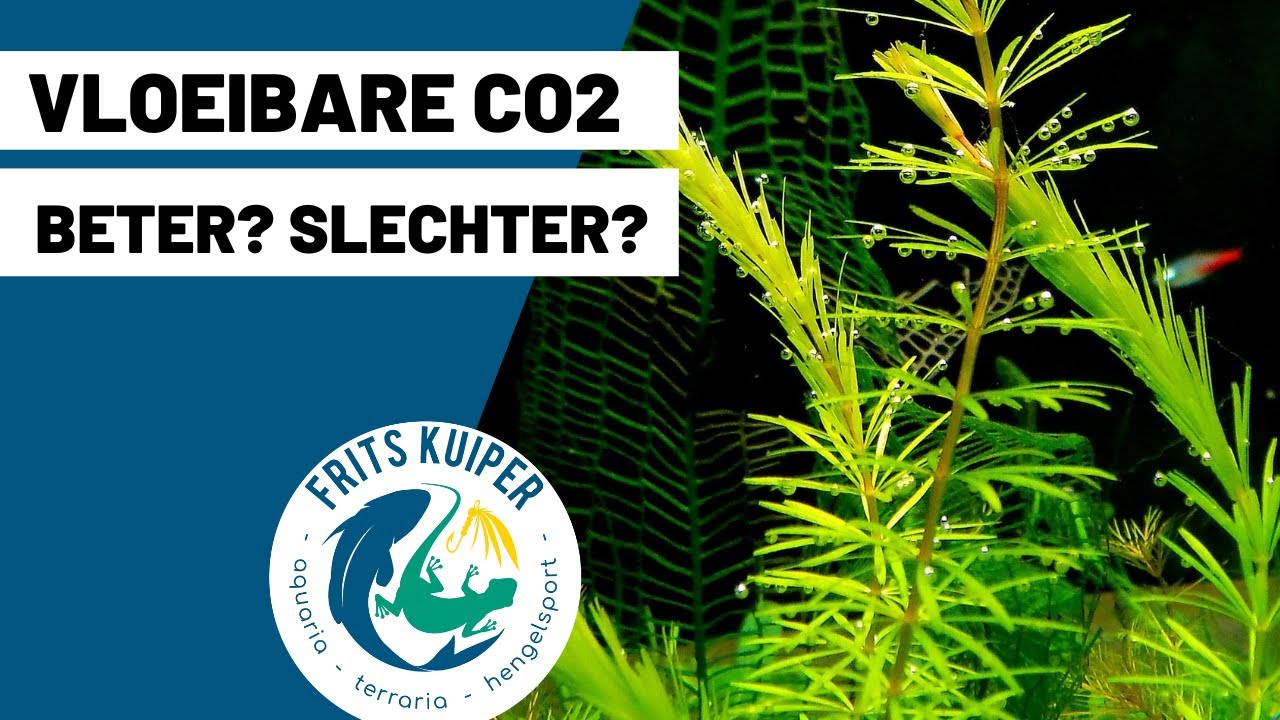 Alles over vloeibare CO2 voor gezonde aquariumplanten