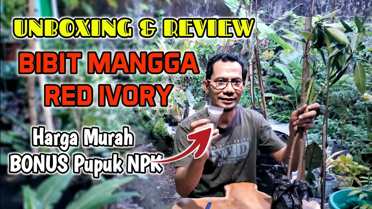 UNBOXING Bibit Mangga RED IVORY Genjah Unggul  | Ternyata Murah Sekali di LAZADA