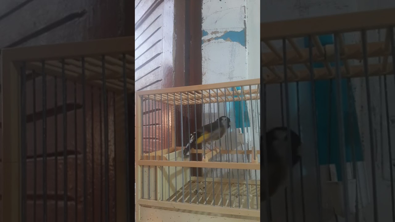 استمتع يا مولوع طائر ويداني جميل يتمقنن بي أداء رائع