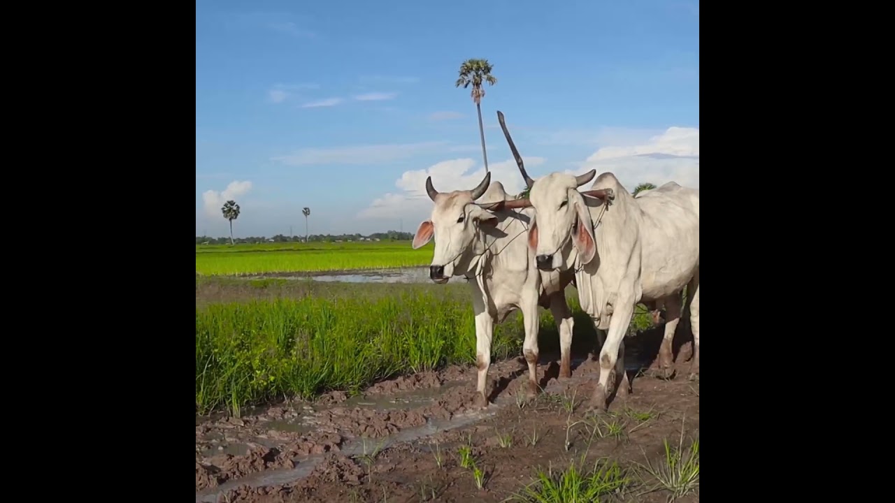 #14k shortvideo  #farming #plowing #cow #wow