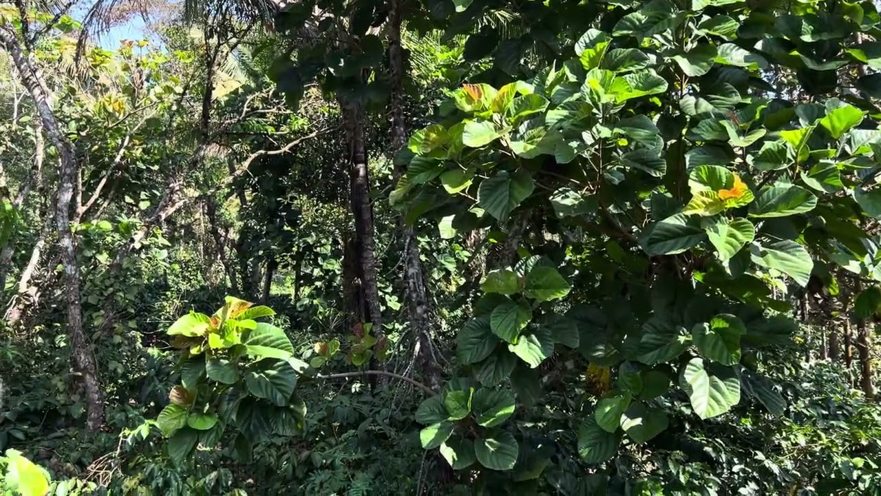 ತೋಟ🌿#malnad #coffee #plantation #flowers #arecanutfarming #nature #peace #calm #serenity