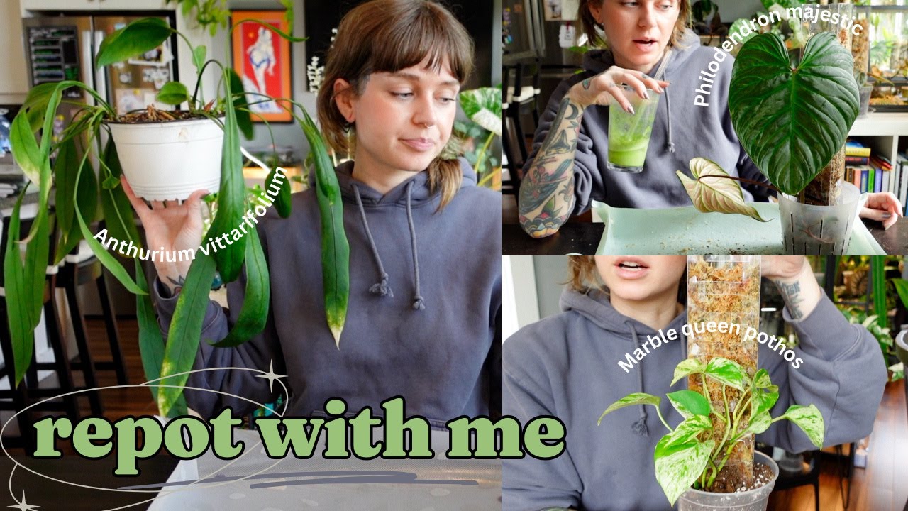 🌞 doing some propagation repots that I've been looking forward to (greta is finally on a pole!) 🌿