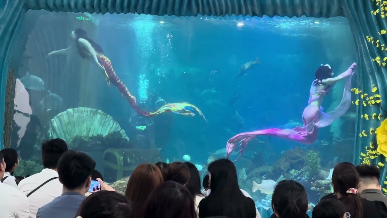 Nàng tiên cá time city