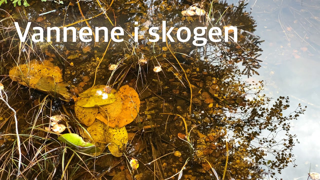 Vannene i skogen