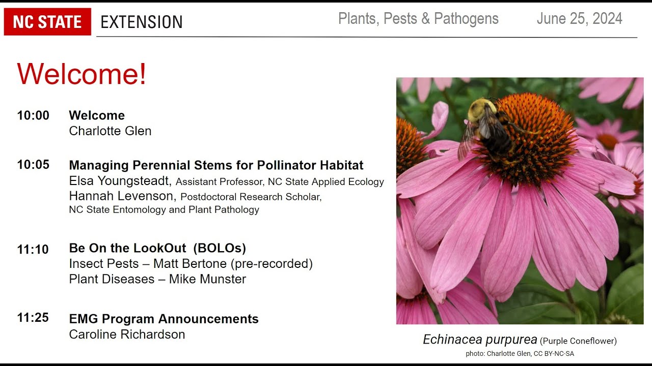PPP June 2024 | Managing Perennial Stems for Pollinator Habitat