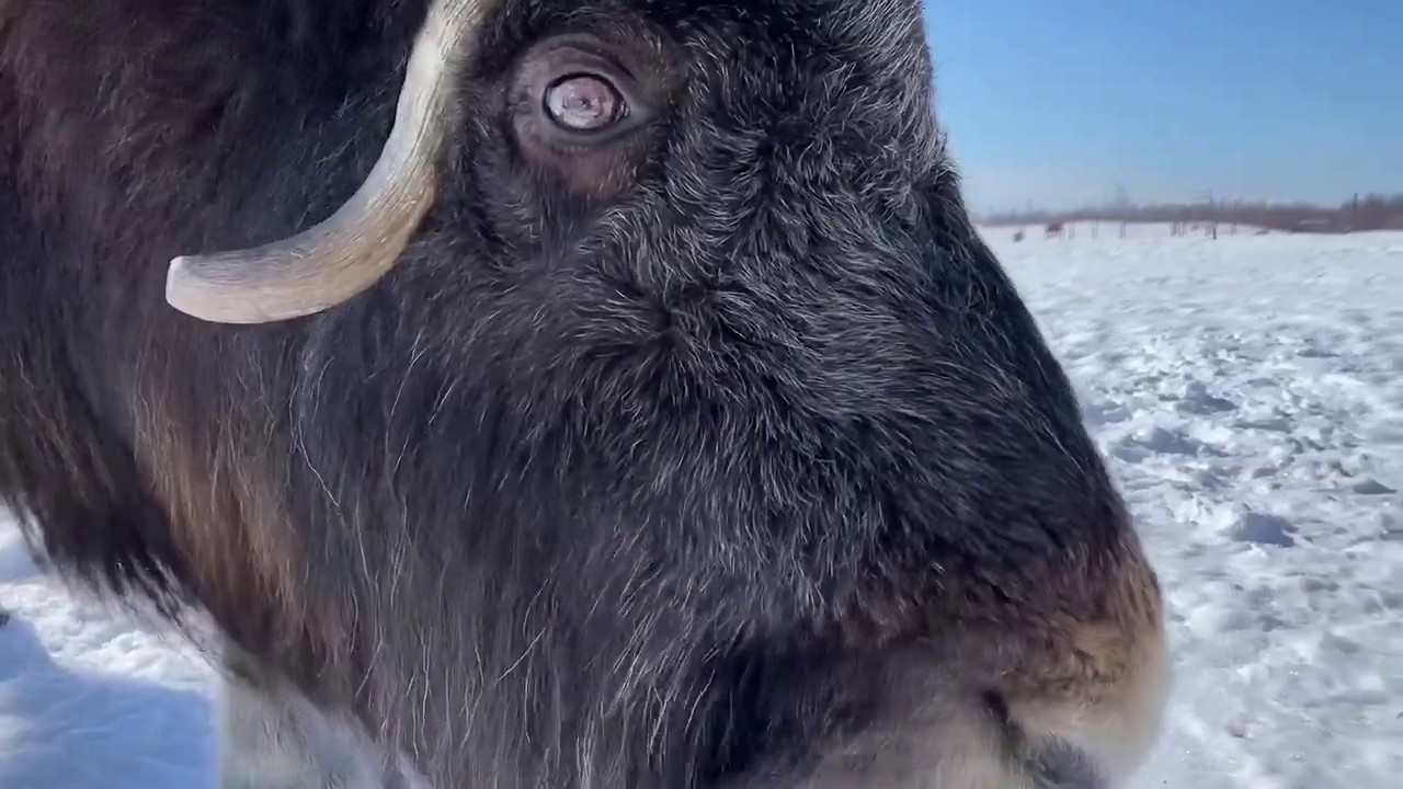 Meet A Musk Ox Monday: McGrath!