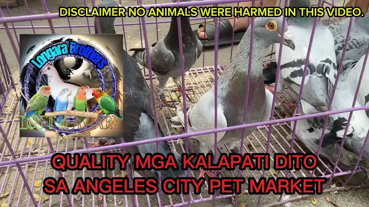 Angeles City Pet Market Update as of Feb. 7 2026 #contentcreator #kalapatids 