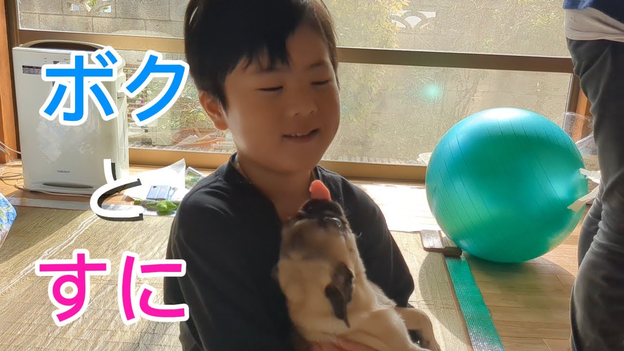 息子君がYouTubeに出たいと言ったので出してみたら…【0歳子犬パグ】
