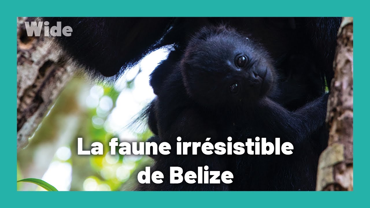 Belize : la nature à l'état sauvage I WIDE
