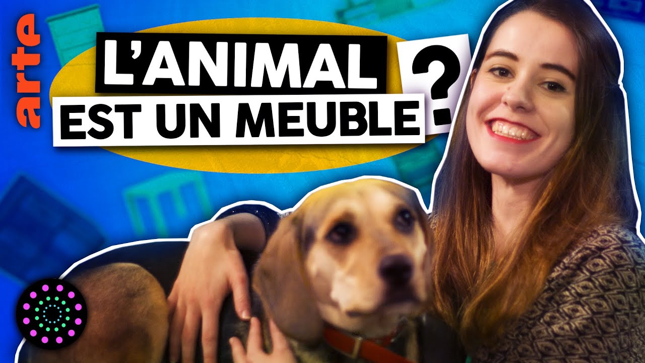 L'animal est-il un meuble ? (oui) | Angle Droit | Le Vortex#33