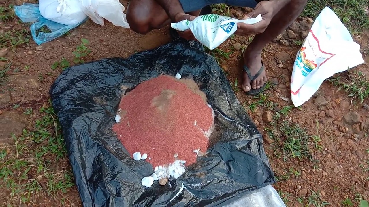 කුරුදු ලෙල්ල ඝන කම කර ගැනිමට යොදන පොහොර..