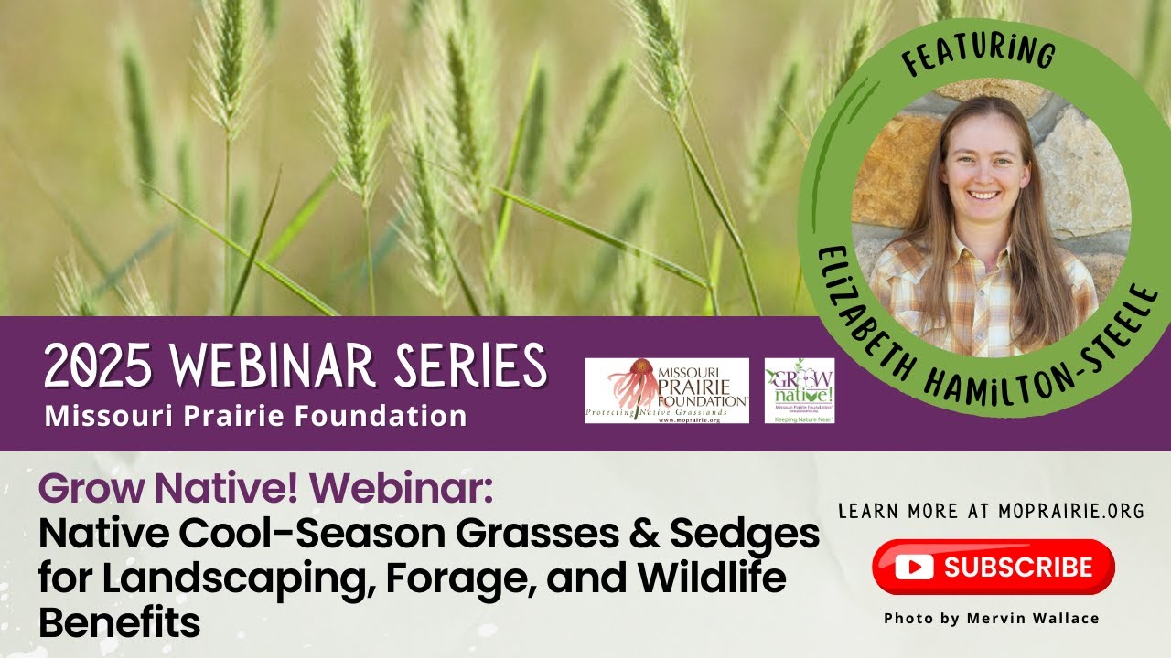 Grow Native! Webinar: Native Cool-Season Grasses & Sedges for Landscaping, Forage, and Wildlife