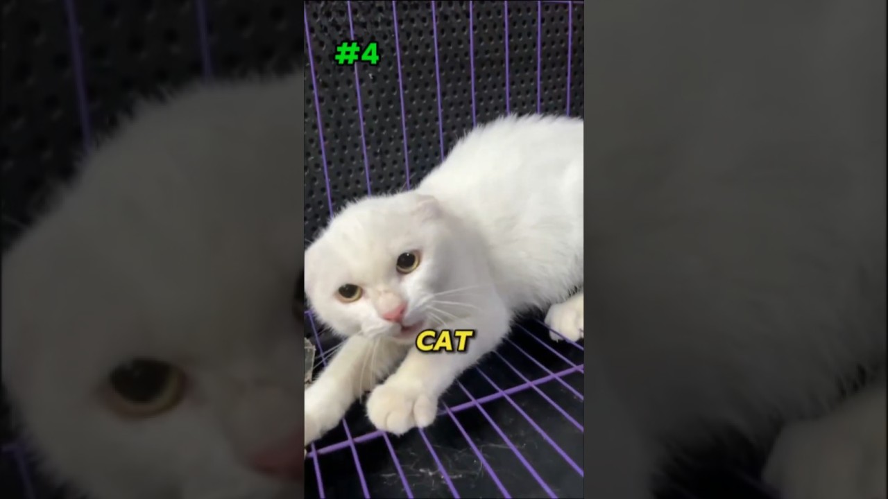 5 Signs Your Cat Is Stressed (And How to Help)