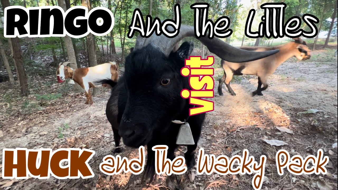 Ringo Visits Mr. Huck and Longhorn Lester’s