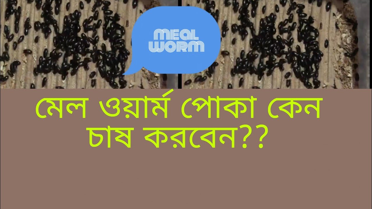 #how  why mealworm insect caltivation? কেন মেল ওয়ার্ম পোকা চাষ করবেন?? #how