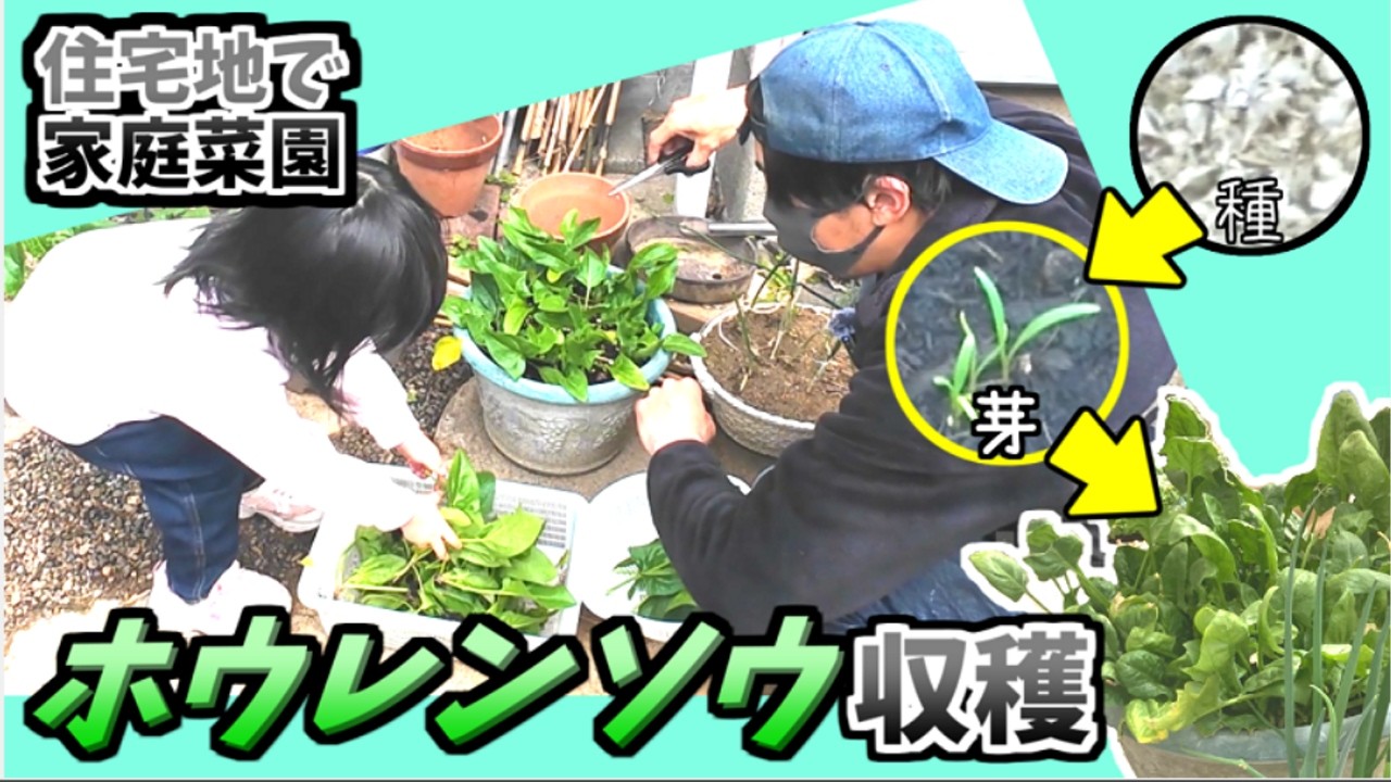 【地方の住宅地で】0円種から育てたホウレンソウを収穫！【ほどほど節約生活】