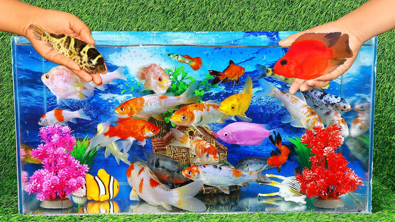 Blue aquarium with Japanese koi gold fish puffer fish Zebra fish printed parrot