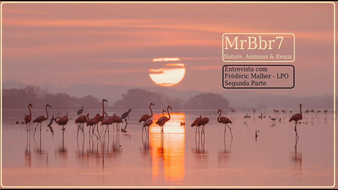 Frédéric Malher (@LPOFrance) : Protéger la biodiversité 🐦‍⬛🦜Interview🎤Partie 2