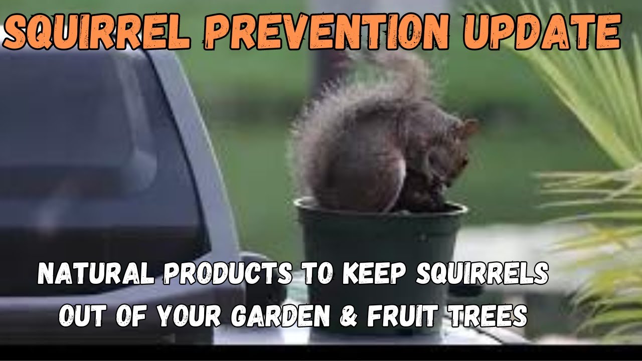 KEEPING SQUIRRELS OUT OF YOUR GARDEN & FRUIT TREES | #justaradlife #gardenhacks #gardening