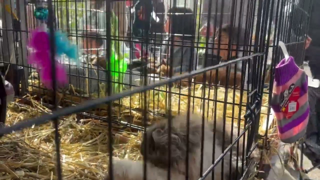 Sydney Flemington Market: Pet world and sea food