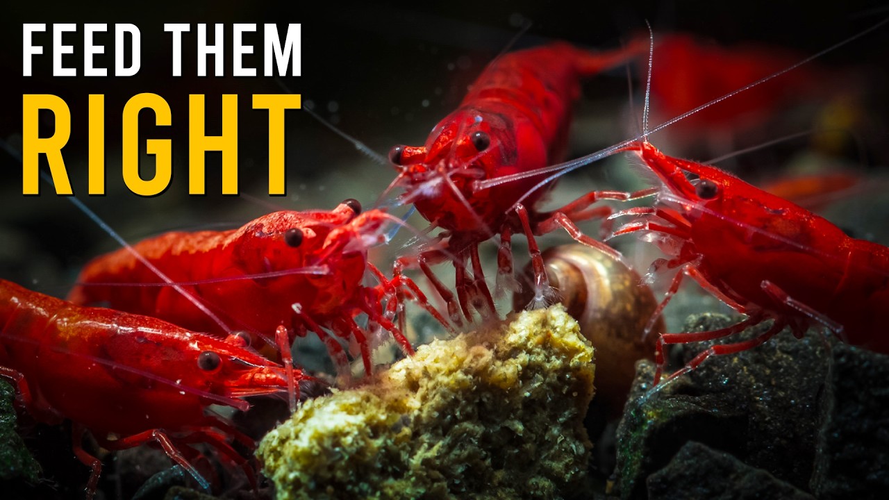10 Essential Shrimp Foods That Will Help Them THRIVE!