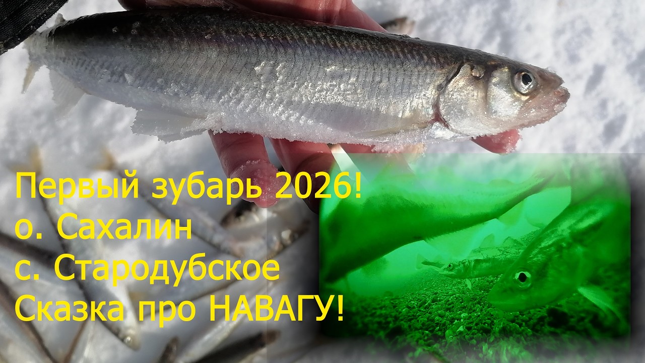 Первый зубарь 2026. О. Сахалин. Село Стародубское. Подводная съемка. Навага атакует!