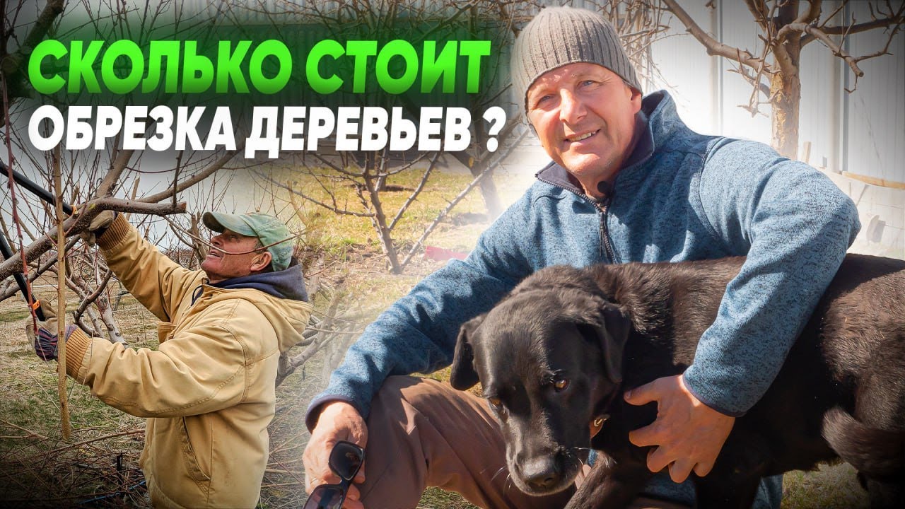 СКОЛЬКО СТОИТ ОБРЕЗКА плодовых деревьев? Обрезка плодовых деревьев.